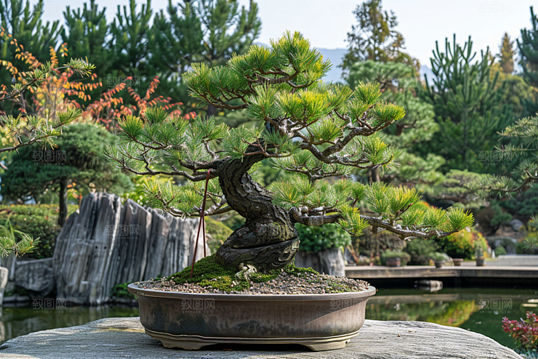 黑松盆景日式装饰摄影图
