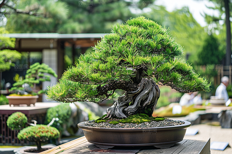 黑松盆景高雅松树摄影图