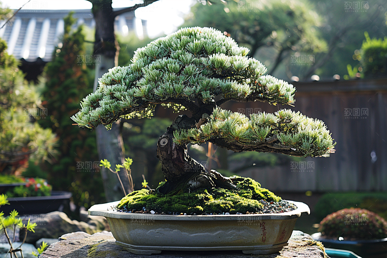 黑松盆景中式植物摄影图