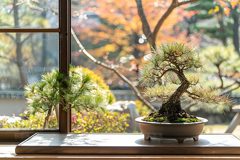 黑松盆景植物高清摄影图