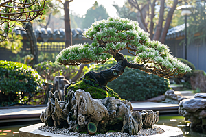 黑松盆景文化日式摄影图