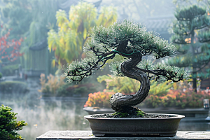 黑松盆景高清高雅摄影图