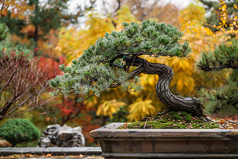黑松盆景优雅植物摄影图