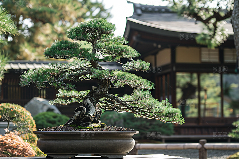 黑松盆景高雅松树摄影图