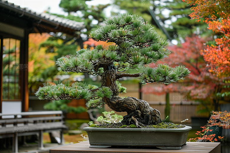 黑松盆景文化中式摄影图