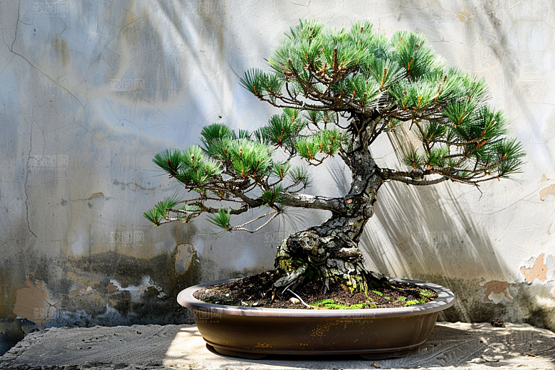 黑松盆景植物日式摄影图