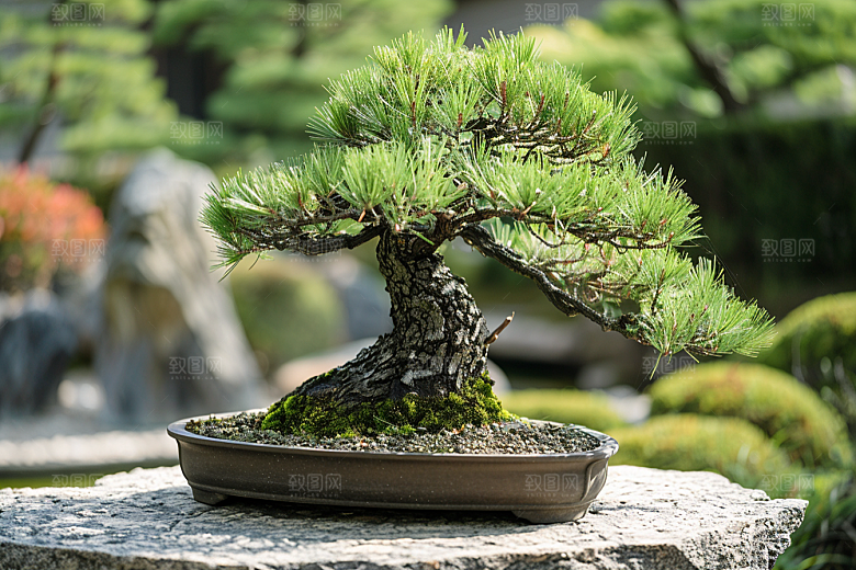 黑松盆景装饰松树摄影图