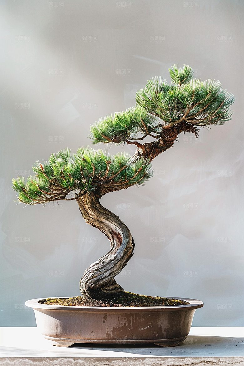 黑松盆景植物雅致摄影图