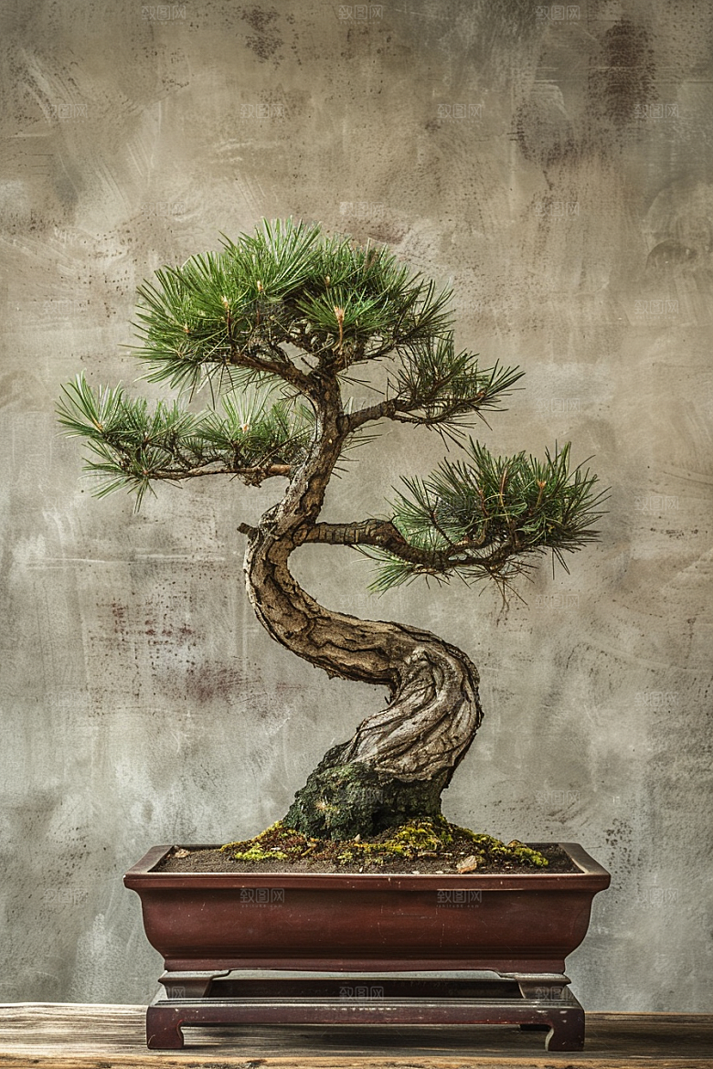 黑松盆景中国风文化摄影图