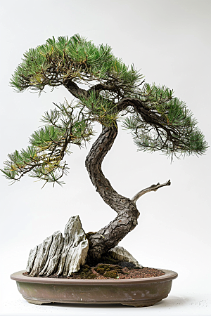 黑松盆景高清中式摄影图