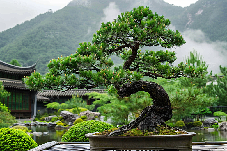 黑松盆景中式松树摄影图
