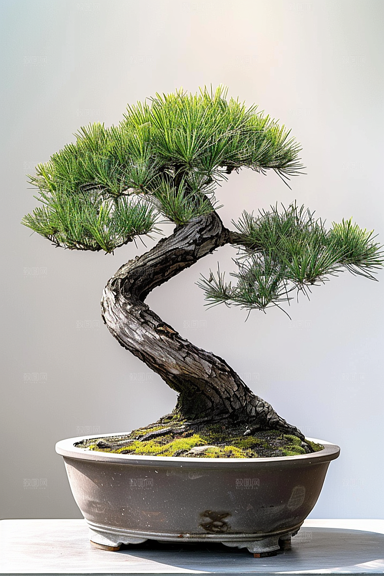 黑松盆景高清高雅摄影图