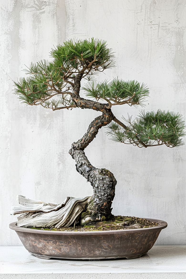 黑松盆景庭院植物摄影图