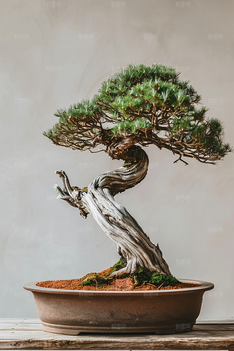 黑松盆景高清自然摄影图