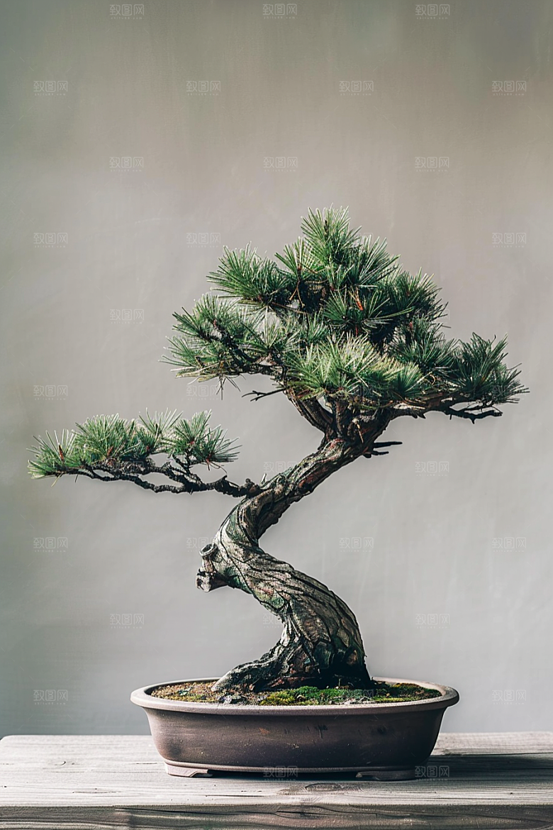 黑松盆景装饰高清摄影图