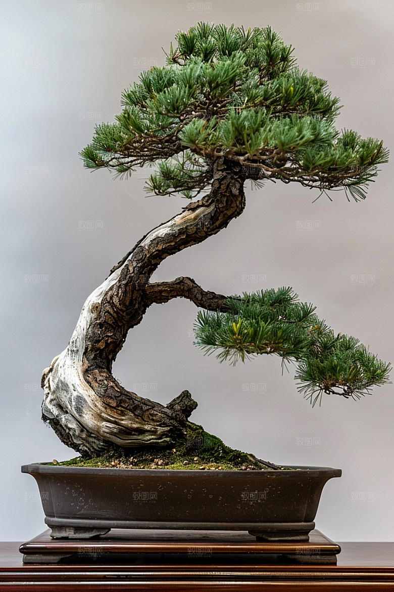 黑松盆景中式庭院摄影图