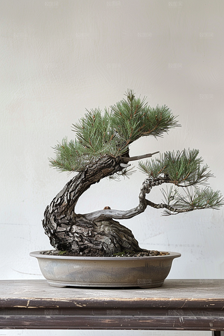 黑松盆景高雅植物摄影图