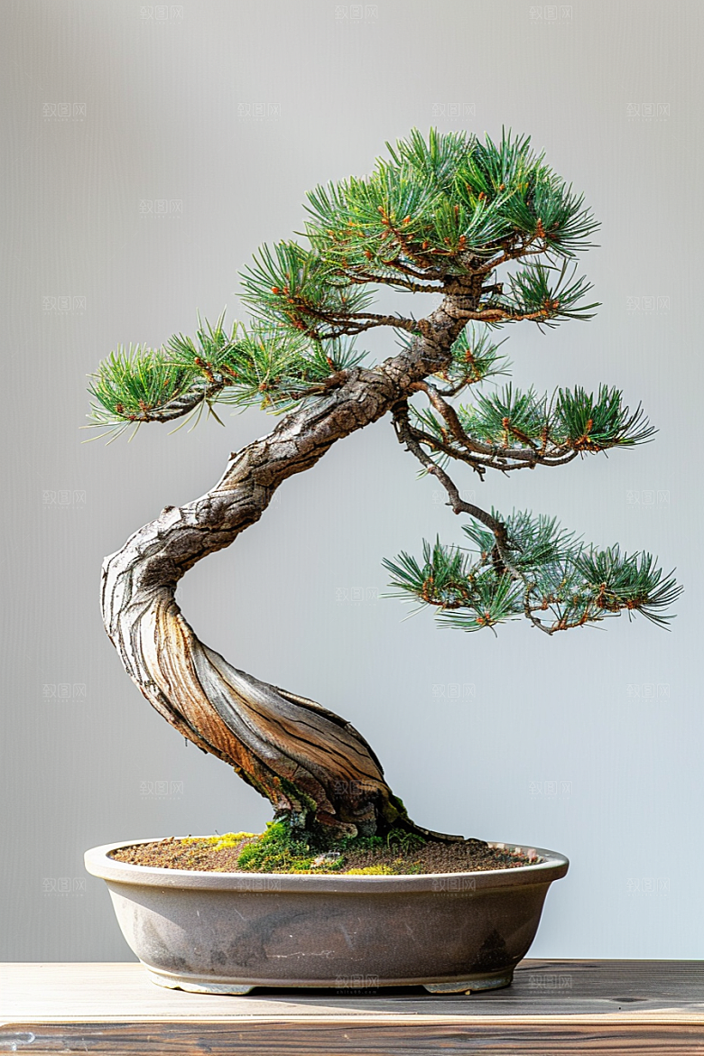 黑松盆景高清文化摄影图