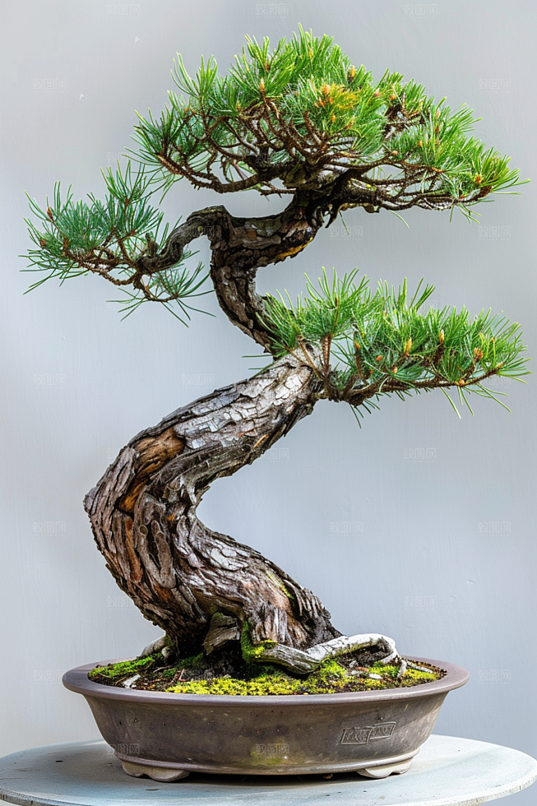 黑松盆景高雅植物摄影图