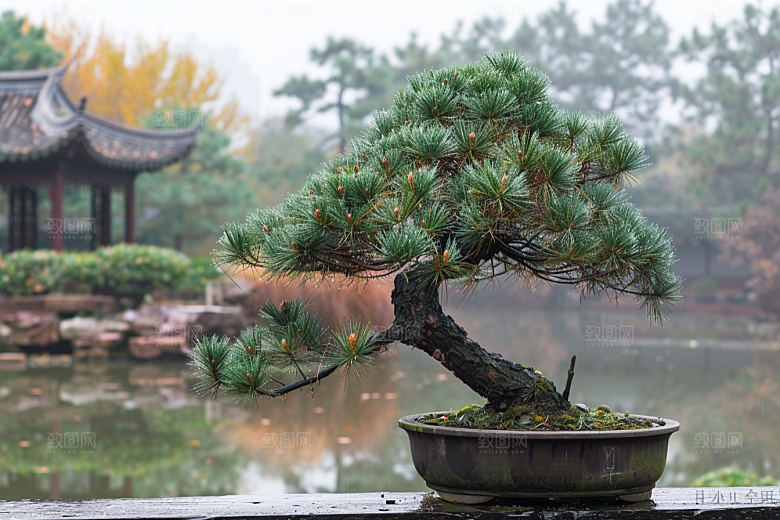 黑松盆景优雅装饰摄影图