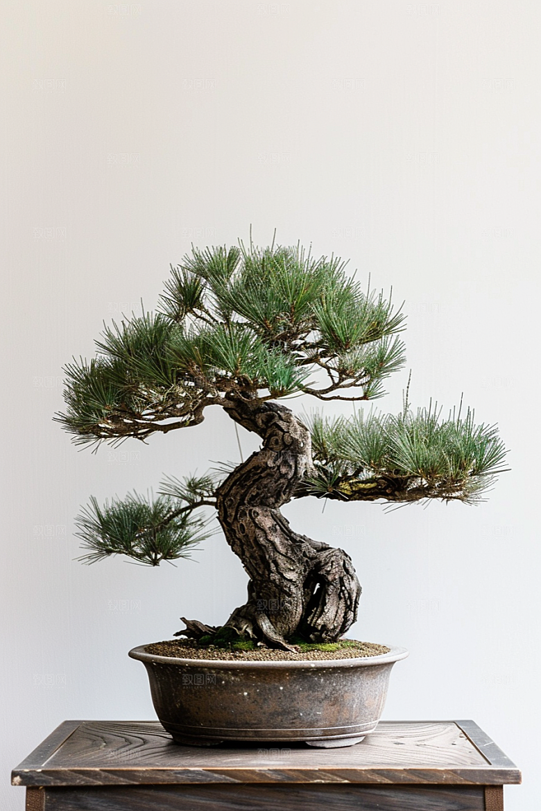 黑松盆景中式优雅摄影图