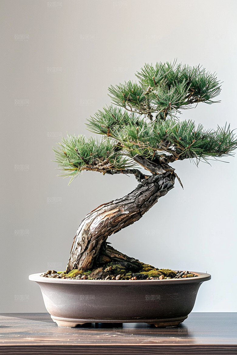 黑松盆景雅致优雅摄影图