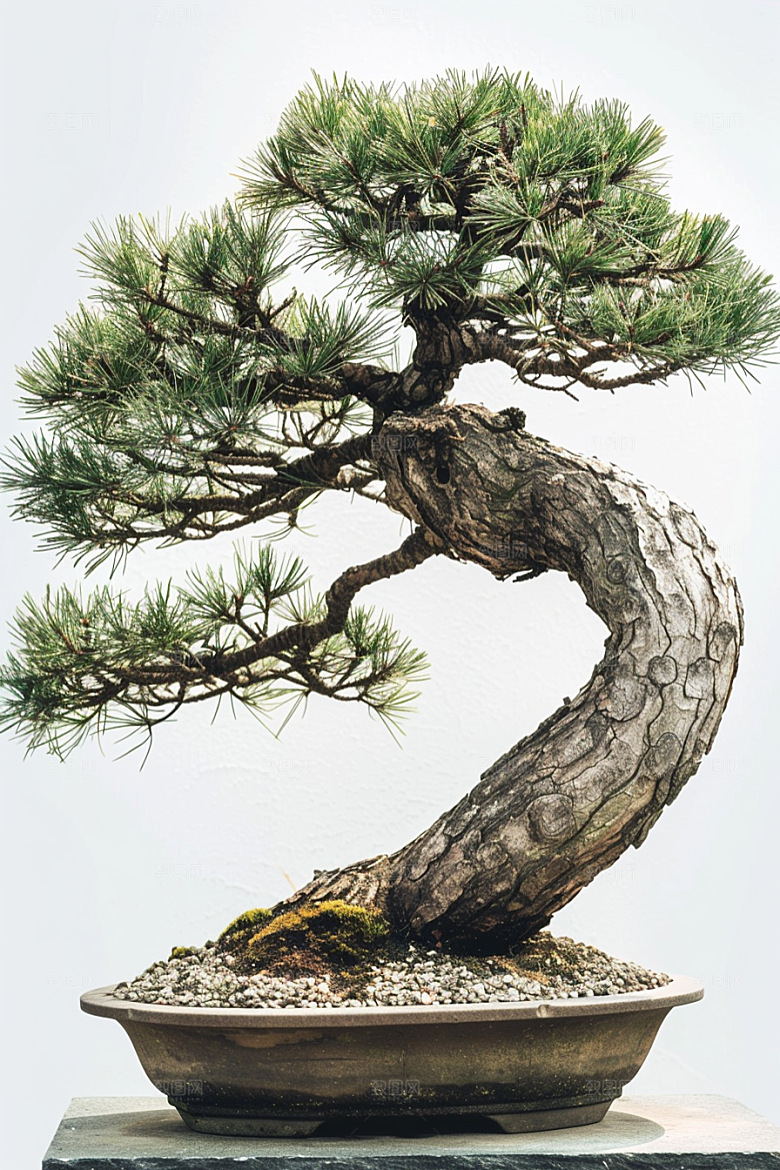 黑松盆景文化植物摄影图