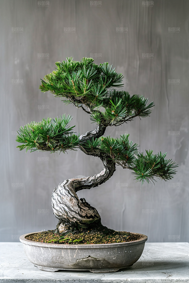 黑松盆景植物中国风摄影图