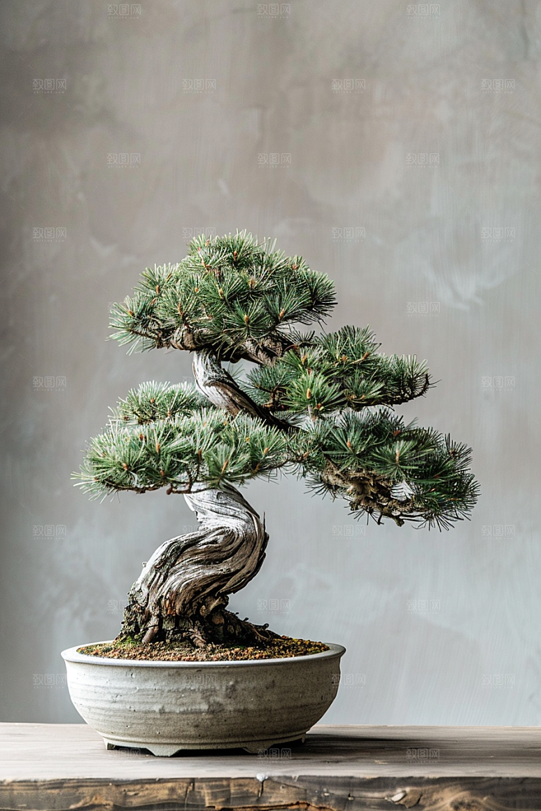 黑松盆景高雅中式摄影图