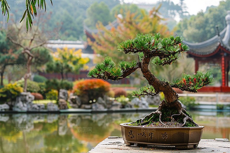 黑松盆景庭院优雅摄影图