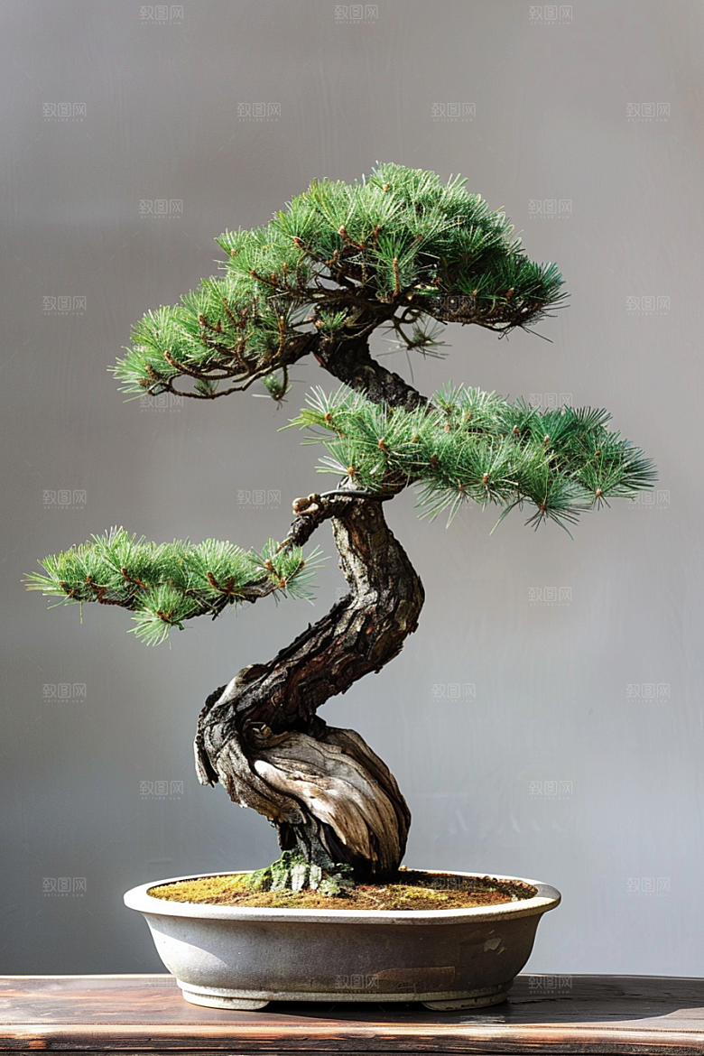 黑松盆景松树庭院摄影图