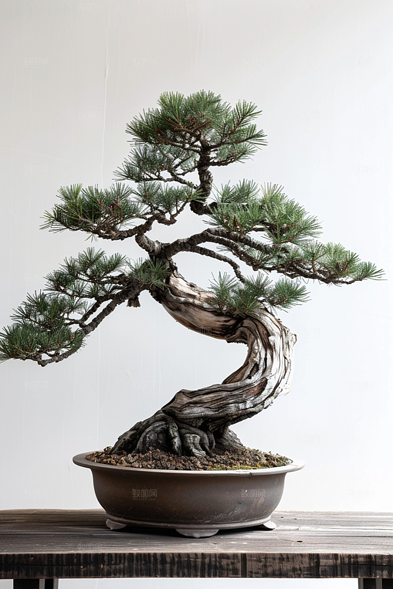 黑松盆景中国风植物摄影图