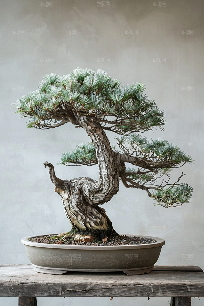 黑松盆景植物松树摄影图