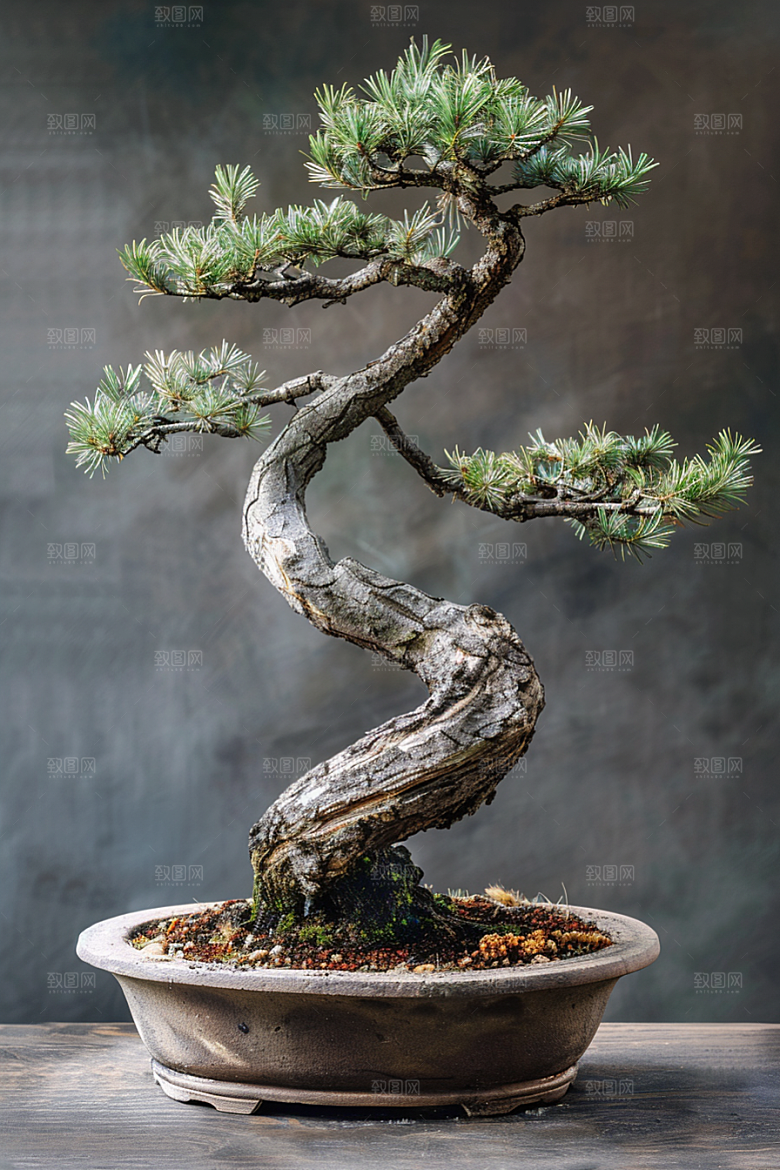 黑松盆景植物自然摄影图