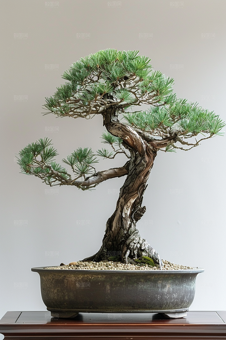 黑松盆景松树植物摄影图