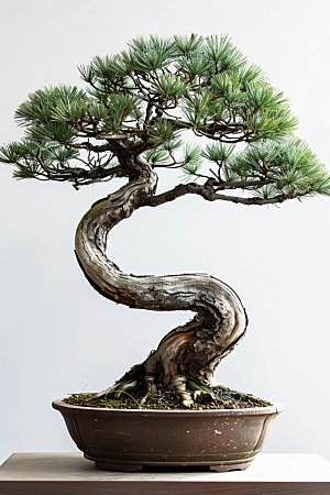 黑松盆景高清雅致摄影图