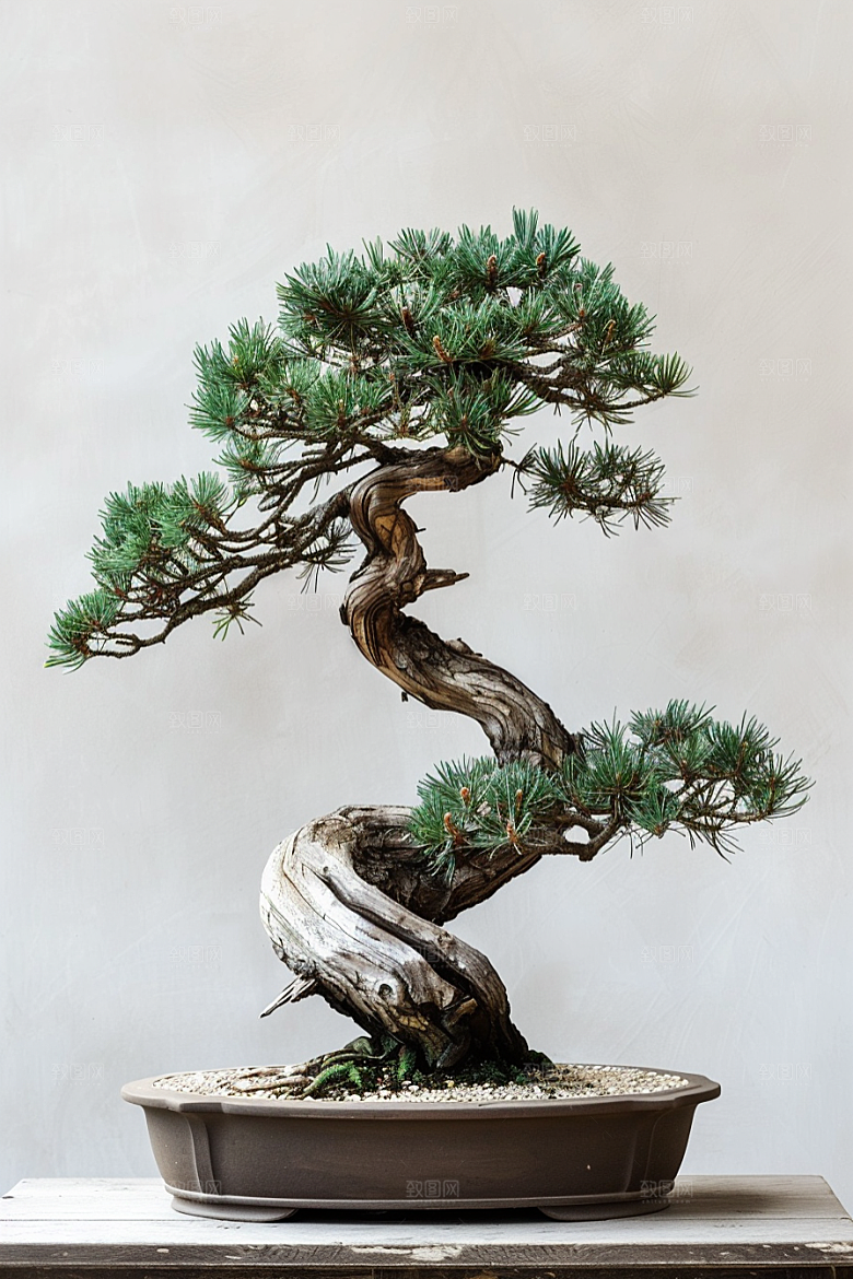 黑松盆景庭院文化摄影图