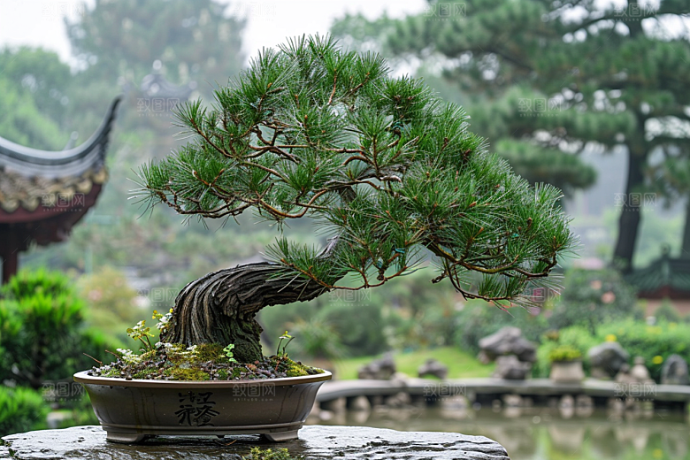 黑松盆景高清文化摄影图