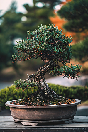 黑松盆景雅致庭院摄影图