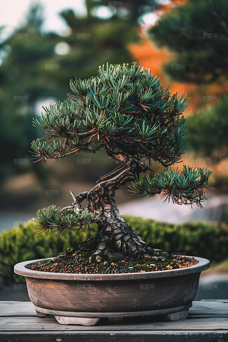黑松盆景雅致庭院摄影图