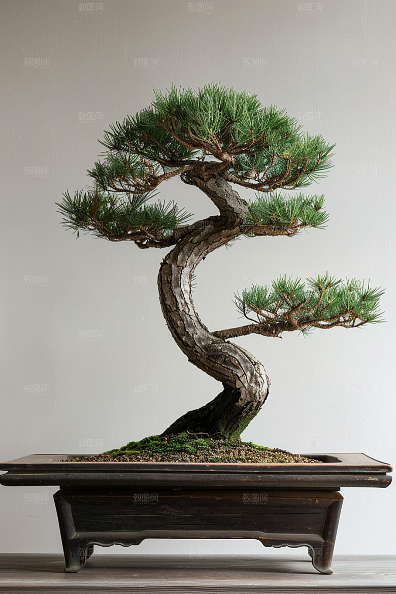 黑松盆景高雅植物摄影图