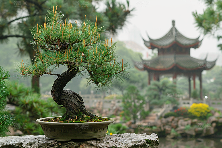 黑松盆景优雅日式摄影图