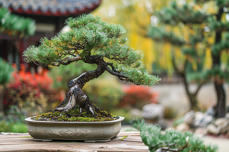 黑松盆景雅致高雅摄影图