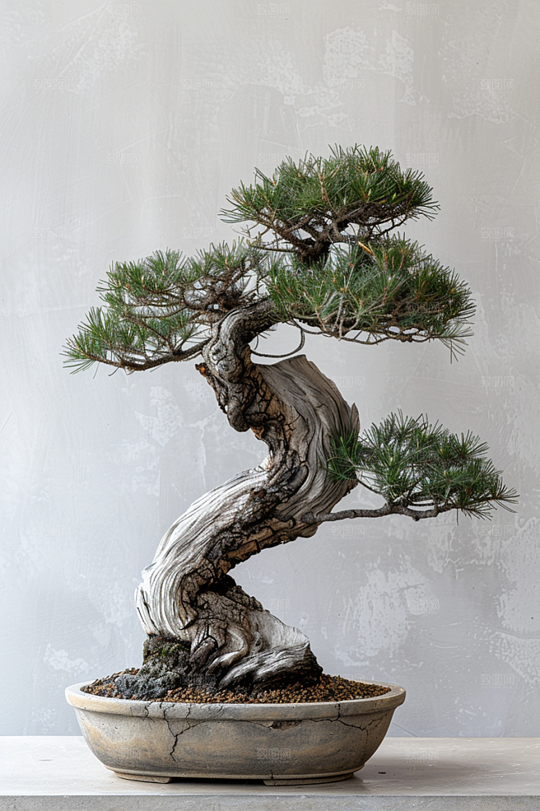 黑松盆景自然高清摄影图