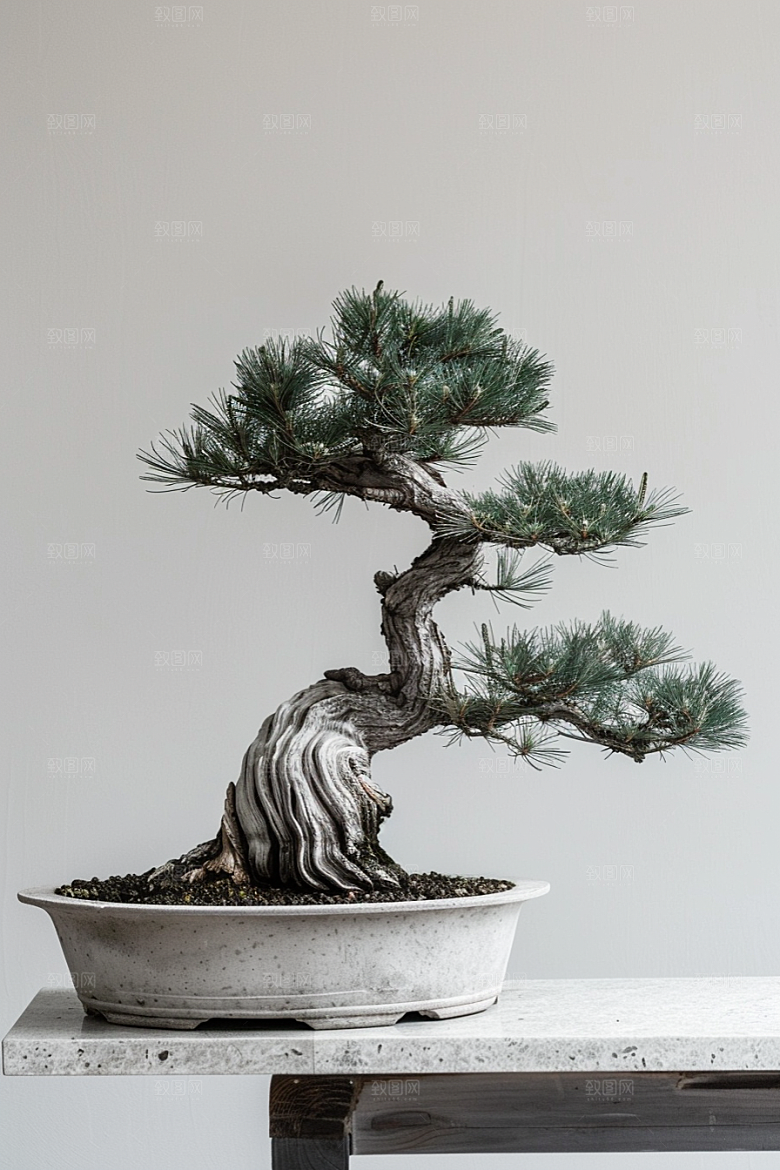 黑松盆景松树植物摄影图