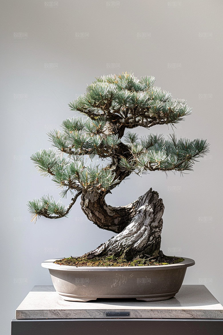 黑松盆景优雅文化摄影图