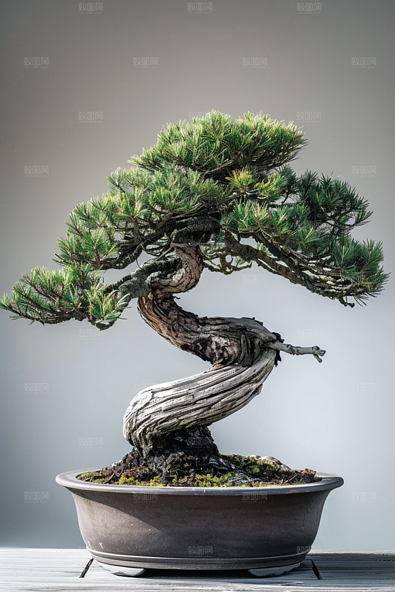 黑松盆景松树庭院摄影图