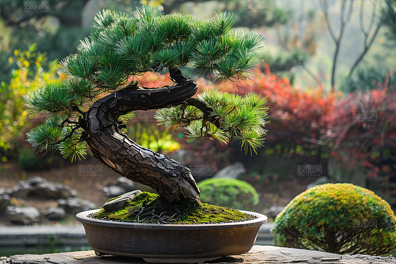 黑松盆景自然日式摄影图
