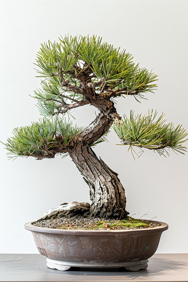 黑松盆景植物装饰摄影图