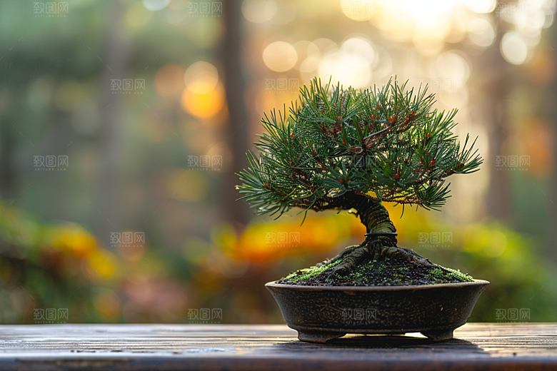 黑松盆景高清雅致摄影图